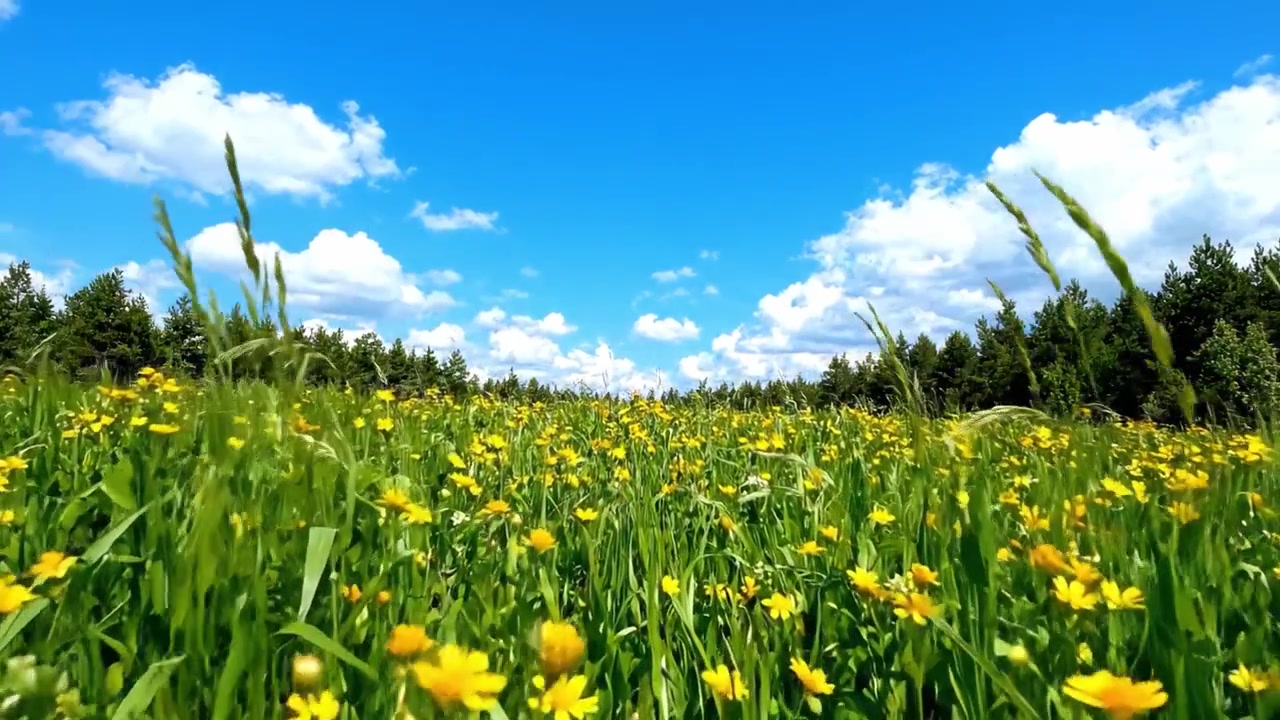 A Serene Meadow Filled with Vibrant Yellow Flowers Under a Clear Blue Sky Surrounded by Lush Green Trees and Fluffy White Clouds