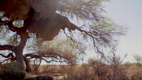 the dry desert of the kalahari