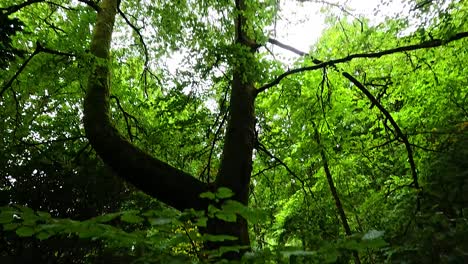 lush greenery and towering trees in nature