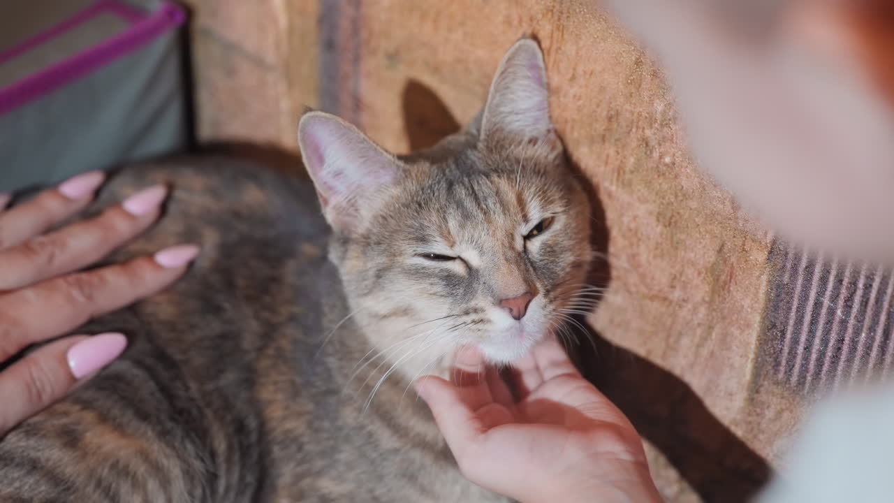 Keluarga memeluk kucing. Ibu dan anak dengan lembut mengelus kucing tabi kesayangan mereka bersama dalam ketenangan. Pemandangan tenang di mana ibu dan putranya dengan lembut membelai kucing tabi favorit mereka dengan damai