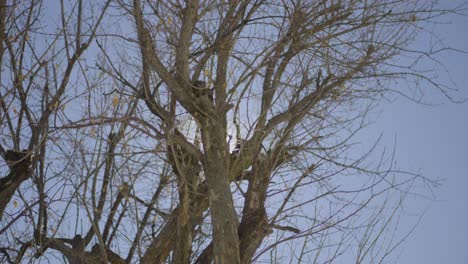 circular shot of sunlight shining through dried tree at sunny day in winter