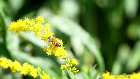 honey bee collecting pollen. hd slow motion