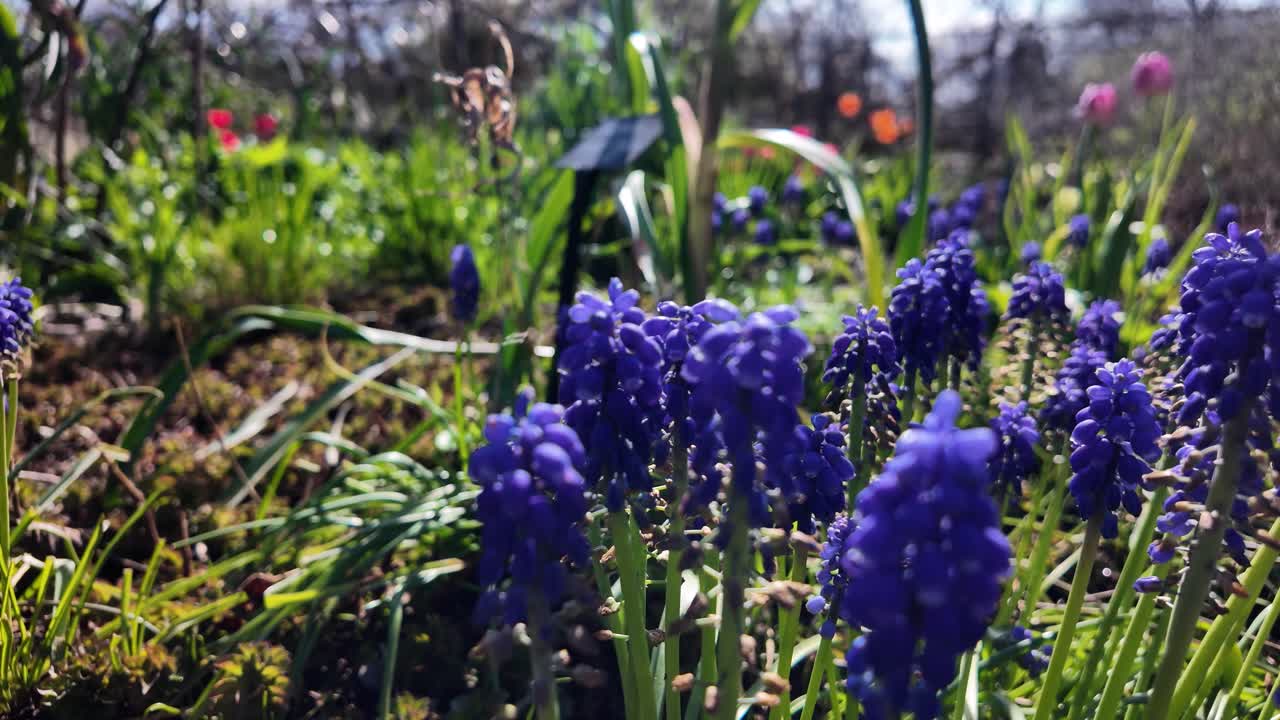Biene bestäubt leuchtend violette Traubenhyazinthen in einem sonnigen Frühlingsgarten, Makro-Nahaufnahme von Blüten und Stängeln
