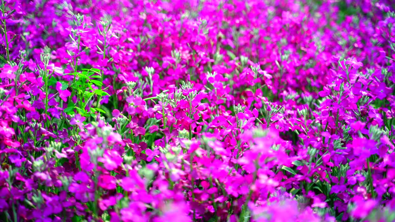 цветок в саду сиял на солнце-12