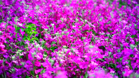 Flor-En-El-Jardín-Brillaba-Al-Sol-12