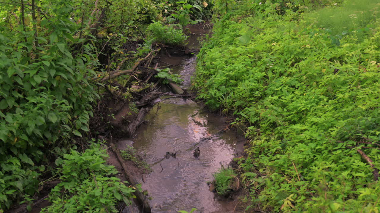 A Small Stream Surrounded by Lush Vegetation