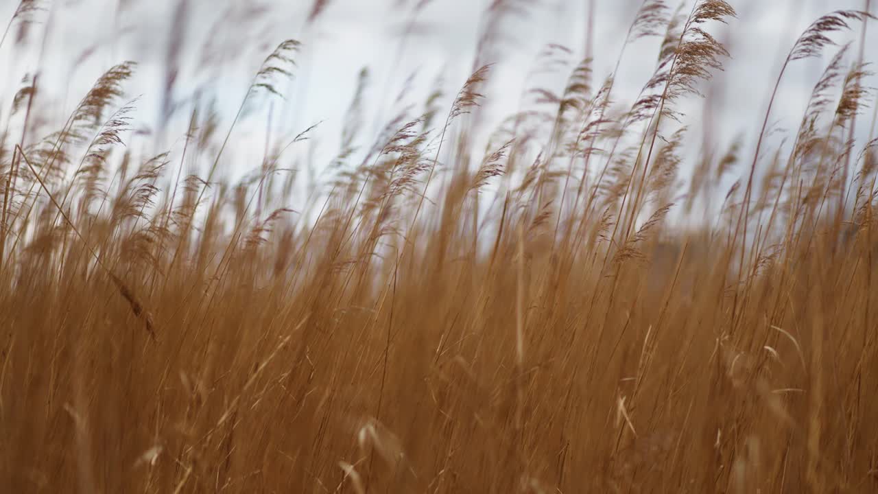 el campo de caña barrido por el viento
