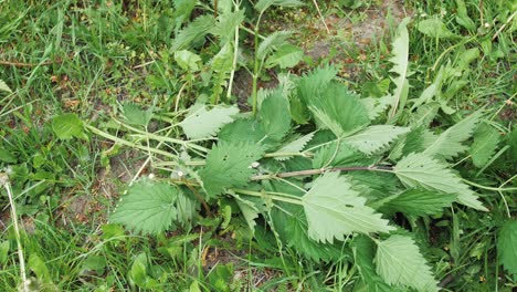 la mano de la mujer arroja ortiga verde recién arrancada al suelo en el campo en verano