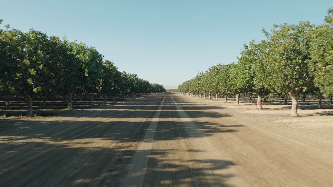Percorri una strada fiancheggiata da alberi di pistacchio
