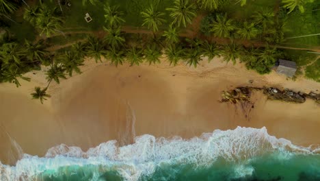 top-view-of-sea-waves-hitting-on-the-beach-sand-with-palm-trees-around---Kerala,-South-India