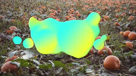 animation of blue and yellow splash over pumpkin patch