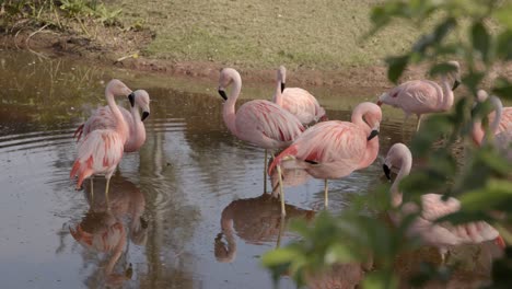 hermosos flamencos chilenos en un estanque en el bosque tropical