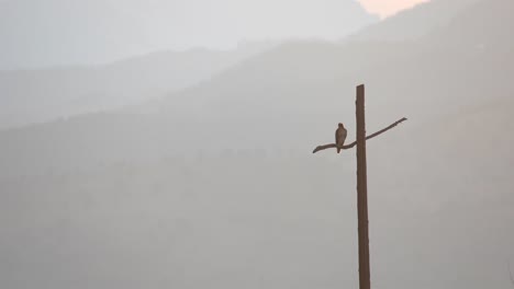Hawk-perching-on-a-cross-shaped-utility-pole-against-a-background-of-mountains