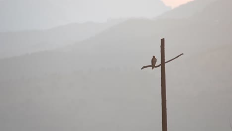 Falke,-Der-Auf-Einem-Kreuzförmigen-Strommast-Vor-Einem-Hintergrund-Von-Bergen-Hockt