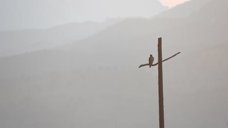 hawk perching on a cross shaped utility pole against a background of mountains