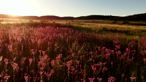 low sunset aerial over vivid pink flowers growing in african wilderness veld