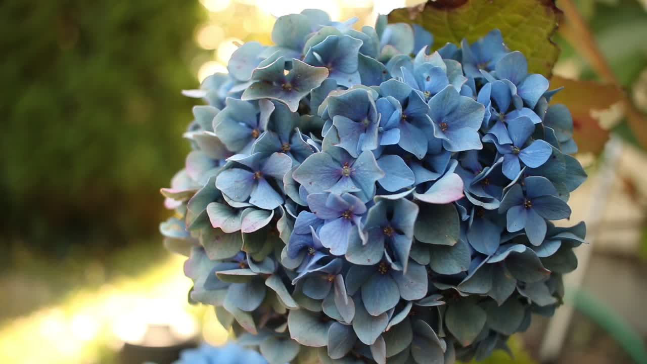 una flor azul en un jardín