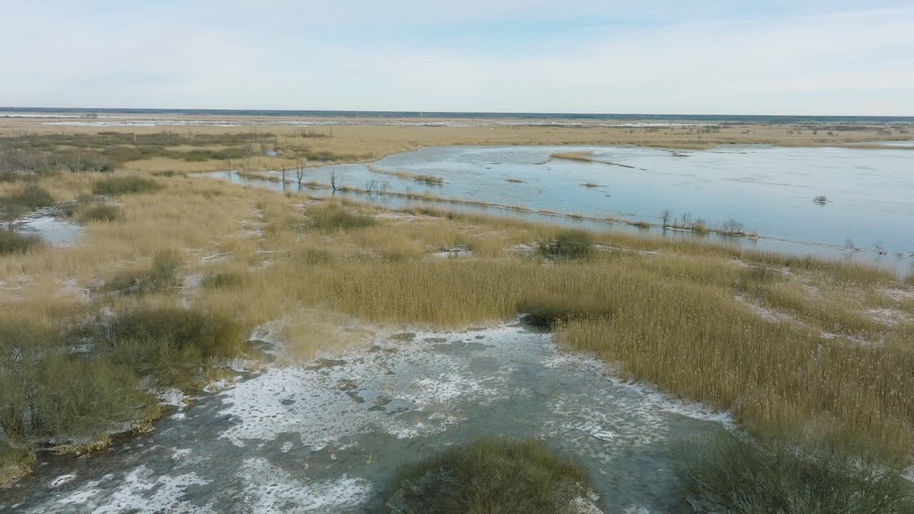 Aerial establishing view of empty Great Cormorant , sunny winter day, dead trees, Barta river, distant drone shot moving forward