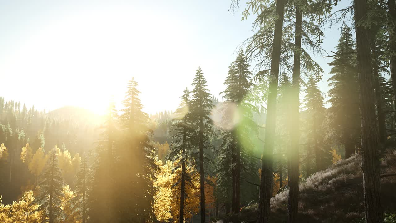 el sol brilla a través de los pinos en el bosque de montaña