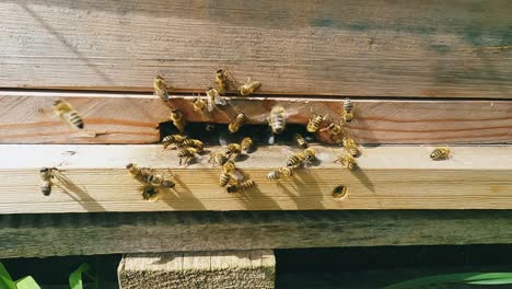 Las-Abejas-Obreras-Entran-Y-Salen-De-La-Entrada-A-La-Colmena-De-Madera