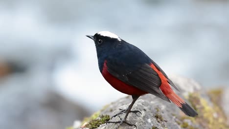 El-Colirrojo-De-Cabeza-Blanca-Es-Conocido-Por-Su-Hermosa-Corona-Blanca,-Alas-De-Color-Azul-Oscuro-Negruzco-Y-Marrón-Debajo-De-Las-Plumas-Y-Su-Cola-Comienza-Con-Rojo