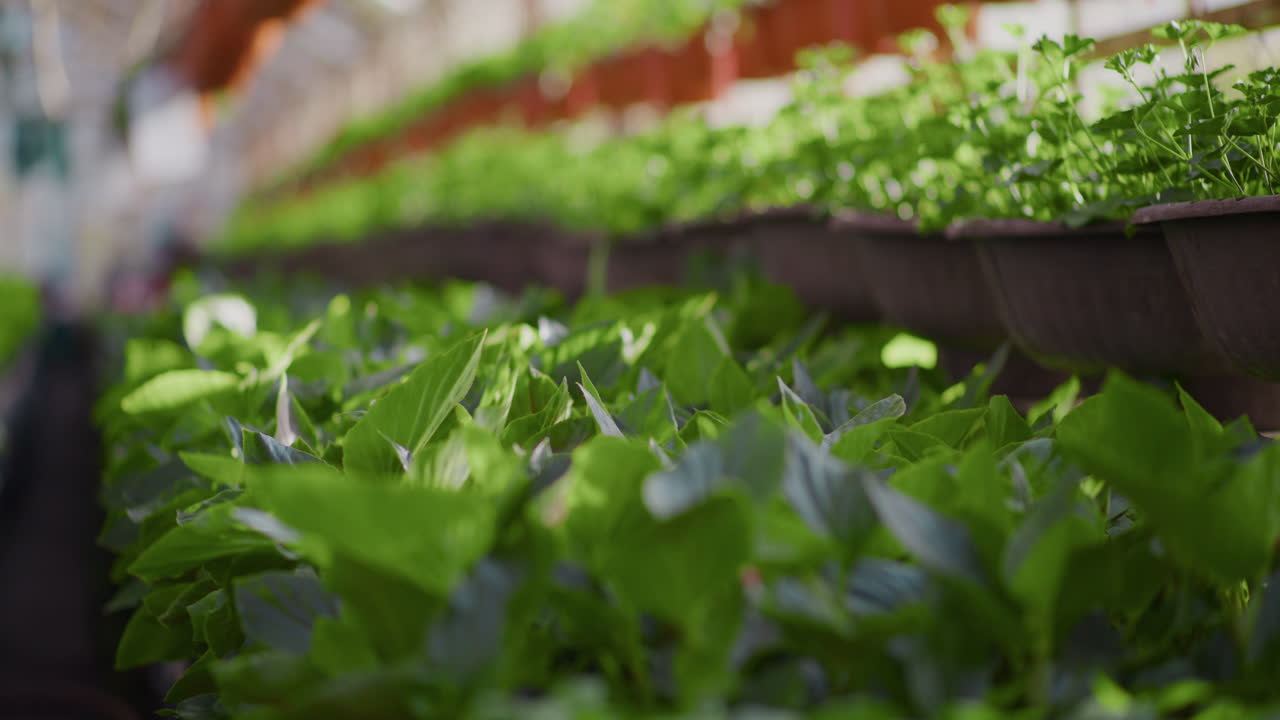 Close-up of Fresh Flowers in Professional Greenhouse