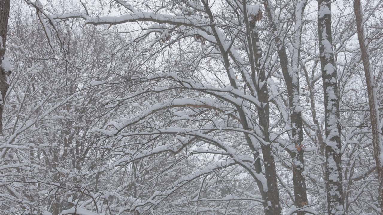 눈 인 나무 가지 를 가로질러 불어오는 바람
