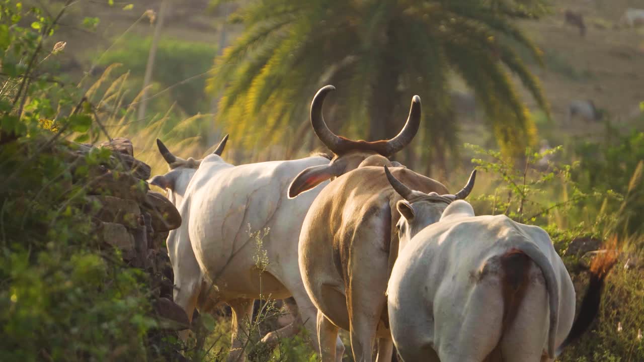 Closeup shot of cows moving in a heard on a rural pathway in a village of india