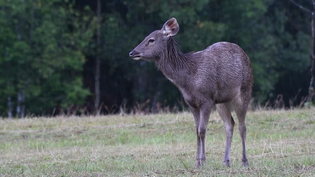 el ciervo sambar es una especie vulnerable debido a la pérdida de hábitat y la caza