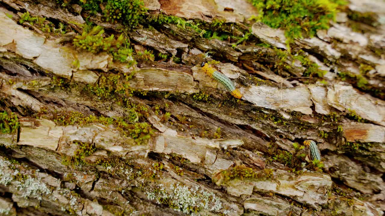 orugas caminando en una rama de árbol. naturaleza intacta