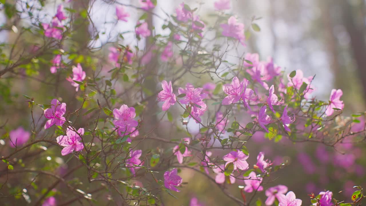 Soft pink blossoms bloom gently on branches in spring. Light filters through delicate petals, creating a dreamy atmosphere. Fuzzy background enhances the floral focus. Ideal for romantic, serene
