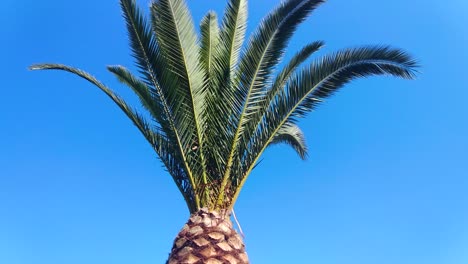 palmera. árbol tropical alto en el verano