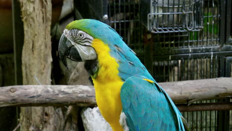 spitting the shell of the seeds it is eating, the blue-and-yellow macaw is feeding on some seeds inside its cage at a zoo in bangkok, thailand