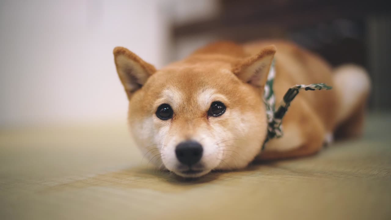 Close Up Of A Cute Shiba Dog Lying On The Floor And Looking Around Curiously In Kyoto, Japan. - slow mo