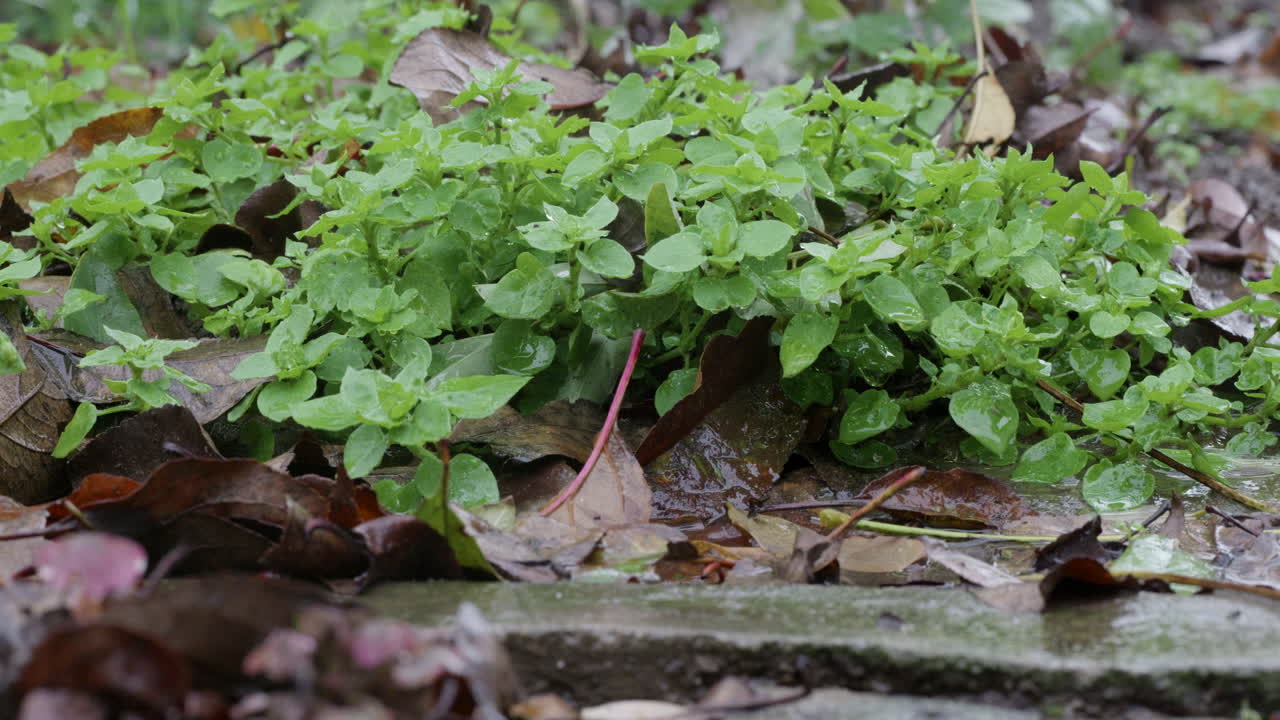 suelo de otoño en el jardín bajo la lluvia