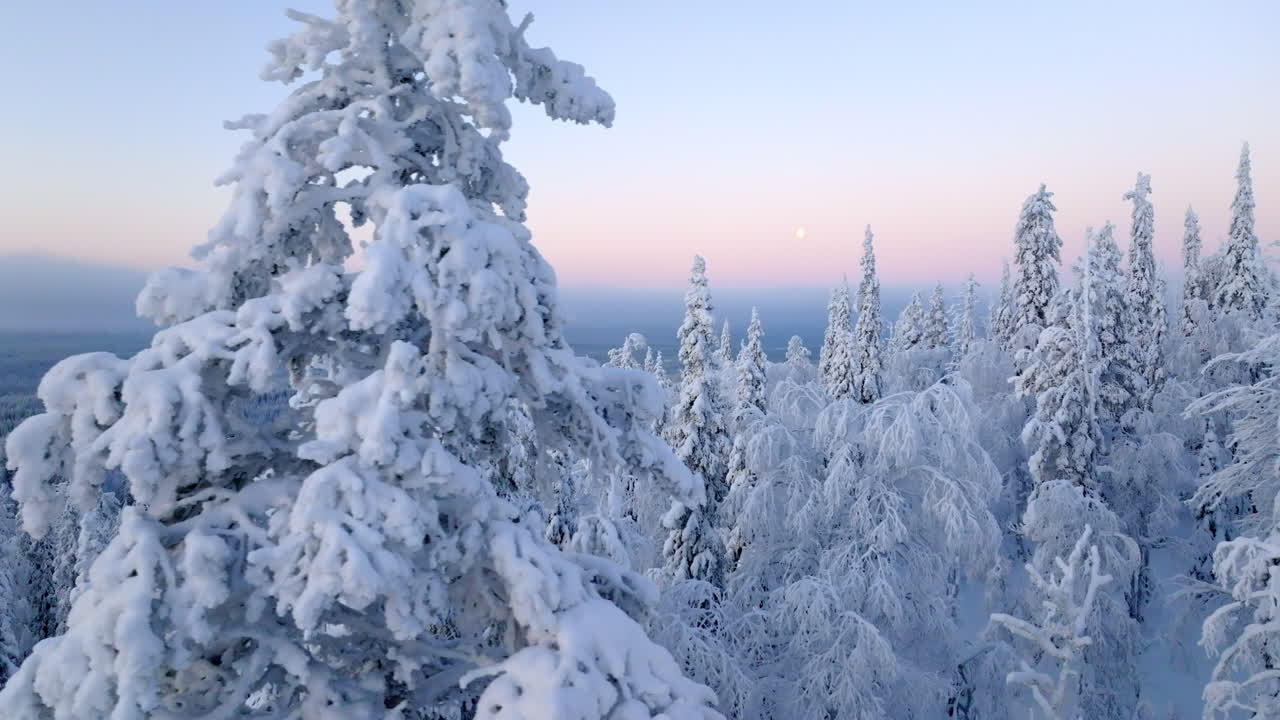 AERIAL: Idyllic winter nature, frosty trees, glowing moon and a vivid kaamos sky