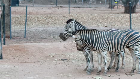 Tres-Cebras-Jugando-Juntos-Zoológico-Australiano-Animales-Divertidos