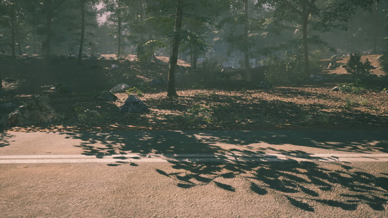 Sunlight filters through trees along a quiet forest road in autumn