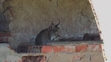 El-Lince-Ibérico-Emerge-Del-Refugio-De-Ganado-En-Andalucia-España