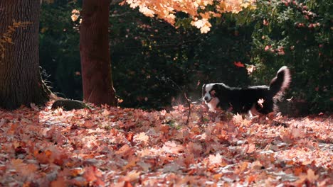 Toma-En-Cámara-Lenta-De-Un-Perro-Border-Collie-Corriendo-Por-La-Pelota-En-Un-Parque-En-Otoño-Con-Hojas-Rojas-En-El-Suelo