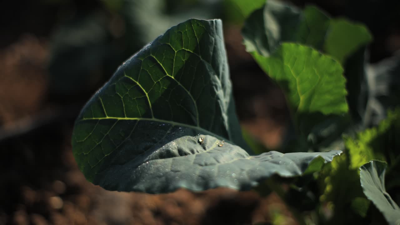 Morning Dew: Drops Condensed on Crop Leaves