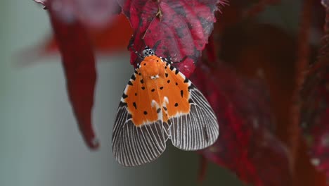 Gefangen-Genommen,-Während-Er-Auf-Einem-Roten-Blatt-Sitzt,-Während-Sich-Eine-Art-Mücke-Auf-Seinem-Linken-Flügel-Befindet