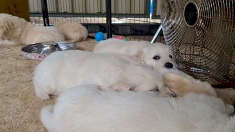 cachorros golden retriever uno al lado del otro cerca de un gran ventilador de piso en el interior