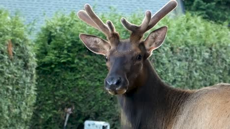 gros plan d'un wapiti majestueux avec des bois regardant la caméra