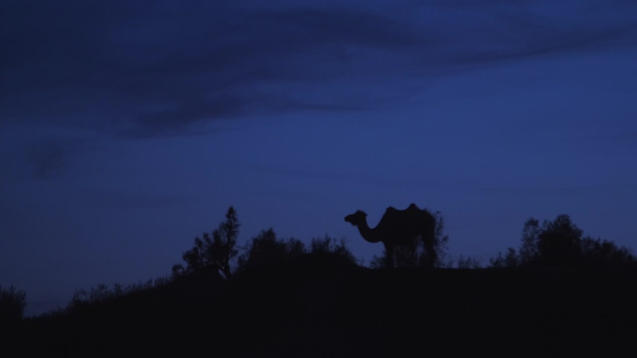 Silhouetted Camel on Ridge