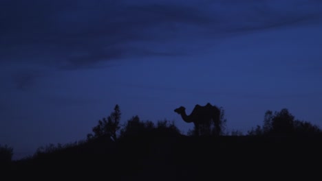 silhouetted camel on ridge