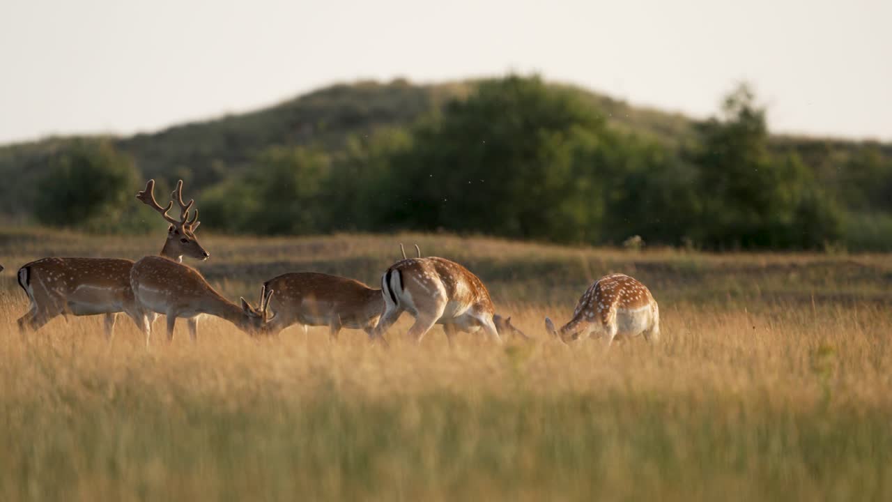 Herd of fallow deer in grassland, two bucks lock antlers to establish dominance