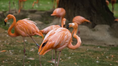 colony of flamingos inside animal care facility, cinematic shot