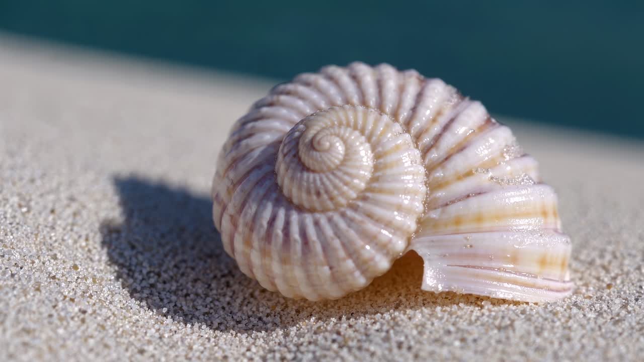 Close-up video of a spiral seashell on sandy beach. Captured at eye level, showcasing texture