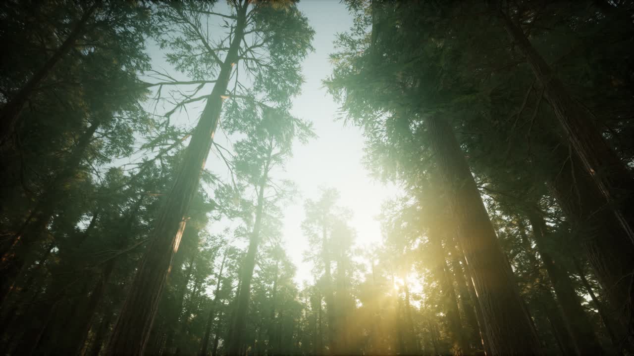 paisaje de puesta de sol brumosa del bosque de secuoya